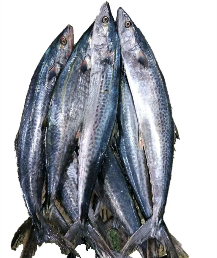IKAN KEMBUNG FROZEN 6/8